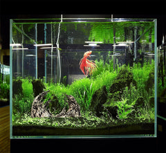 Novelsite Jagged Canyon Rock Formation moss-ready spot invites DIY planting for lush greens