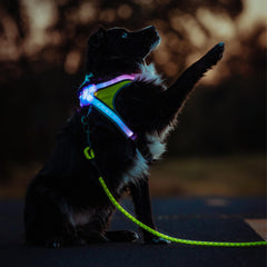 Noxgear LightHound LED fiber optics closeup shows bright multicolor illumination.