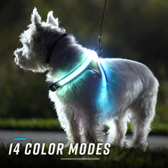 Noxgear LightHound with USB recharge and long battery life for extended play.
