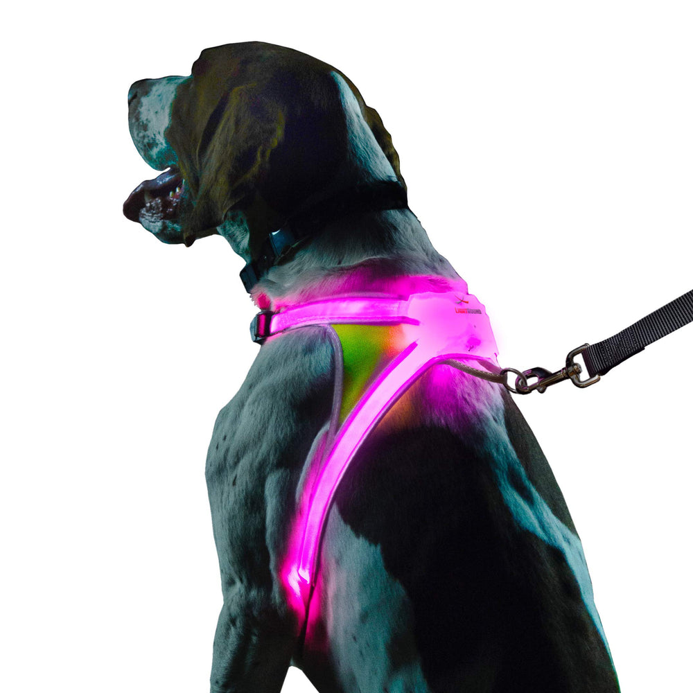 Noxgear LightHound worn on dog with front illumination for nighttime visibility.