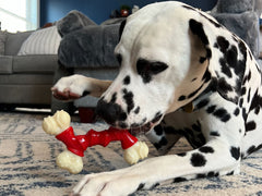 Nylabone Juguete dental duradero de nylon para perros.