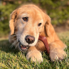 Nylabone Elk Bone Alternative curved easy-hold shape for comfortable chewing sessions.