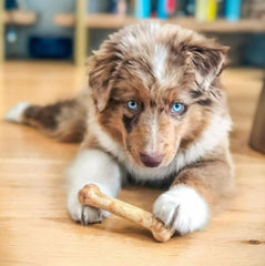 Nylabone Healthy Edibles long-lasting chews closeup, natural digestible treats.