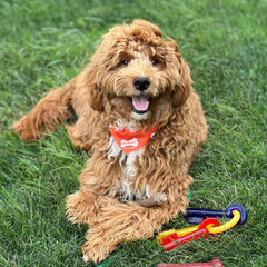 Nylabone Puppy Teething Keys Soft Material Closeup highlights gentle chewing.