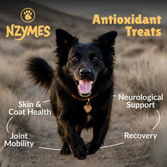 Nzymes Antioxidant Treats bowl showing potential coat health benefits