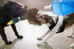 Okegztoa Mallard toy features durable thickened interior fabric for long-lasting chewing.