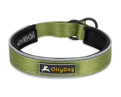 OllyDog Martingale Reflective Comfort Collar on a dog for secure control during walks.