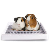 Oncpcare 15x12 Guinea Pig Litter Box with Grid keeps paws dry and clean