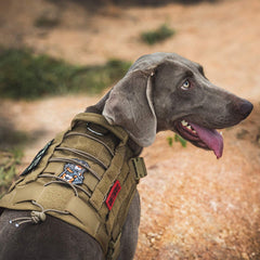 ONETIGRIS dog harness showing MOLLE panels for attachments