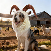 Onmygogo funny reindeer dog costume—festive comfort for holiday photos.