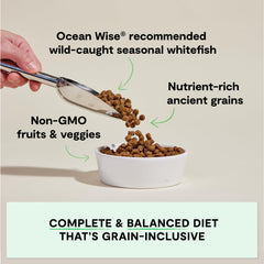 Open Farm Catch-of-the-Season Whitefish dry dog food pack shot highlights wholesome ingredients