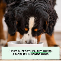 Open Farm chicken-turkey-recipe dry dog food emphasizes high protein for senior energy