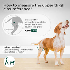 Ortocanis neoprene dog knee brace HDR demonstrates flexible movement for everyday comfort.