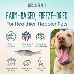 Minnows texture close-up – omega-3-rich protein for skin and coat support.