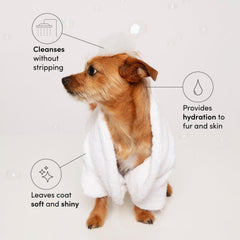 OUAI Fur Bébé lather on a dog's coat to cleanse and refresh