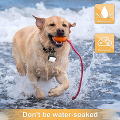 Outopest dog light shows 360 degree rotation for visibility.