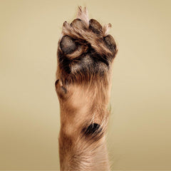 Paul Mitchell Pet Soothing Oatmeal Conditioner ingredients highlight aloe and oats for soothing care.