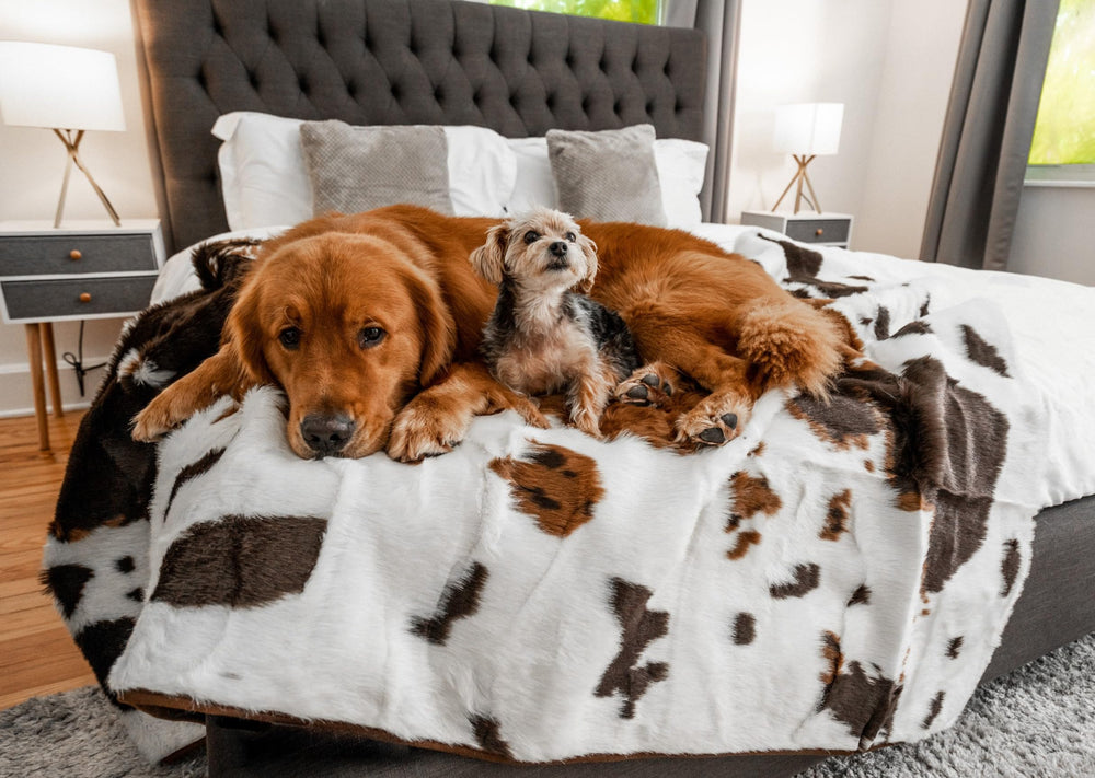 PAW BRANDS PupProtector waterproof throw blanket protects furniture while keeping pets dry and cozy.