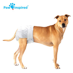 Paw Inspired diapers on a dog demonstrate calm, protected moment after a walk