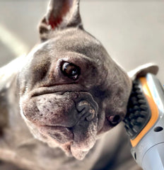 PAW WAVE vibration-brush-on-dog-coat shows gentle brushing easing stiffness and knots.