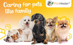 PawHealer Dissolve powder being poured into food supports daily administration for dogs