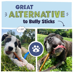 Pawstruck collagen-stick dog chewing action demonstrates engaging, mess-free entertainment.