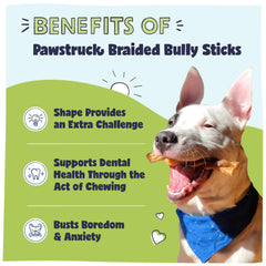 Pawstruck Natural 5in braided bully stick closeup; durable chew designed for strong chewers