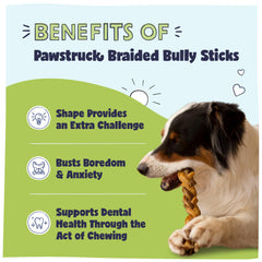 Pawstruck Natural 7-inch braided bully sticks in action with a dog chewing for distraction