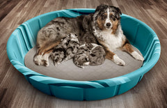 Pet Parents Pawtect Pads StickyPaw backing keeps pads securely in place.