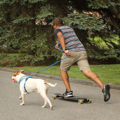 Pawtitas single-piece nylon leash design delivers durable, long-lasting performance.