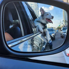 Pawtitas dog seat belt clip-d-ring demonstrates easy tether attachment to harness for secure travel.