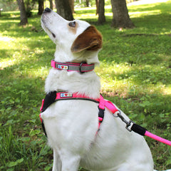 Pawtitas Lumberjack padded martingale collar small red interior padding reduces neck irritation during wear