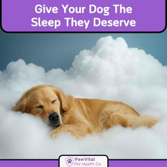 PawVital dog sleep-support chews at night scene illustrating calming bedtime routine.