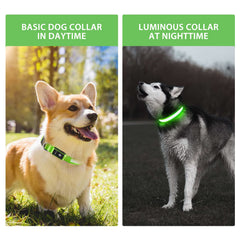 PcEoTllar USB rechargeable LED dog collar provides long-lasting light for evening strolls.