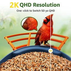 PeckCam AI ID recognizes 10,000+ bird species for educational viewing
