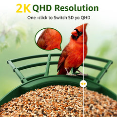 PeckCam Smart Bird Feeder camera feed shows birds in action for real-time viewing.