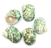 PEPPERLONELY green turbo shells close-up highlighting polished finish for shell art