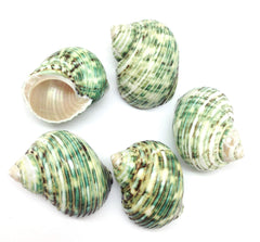 PEPPERLONELY green turbo shells close-up highlighting polished finish for shell art