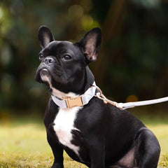 PET ARTIST 5ft PU leash in gray with quick-release buckle for easy outings.