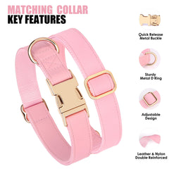 PET ARTIST adjustable nylon-padded dog collar close-up demonstrates secure fit and comfort for mid-sized dogs