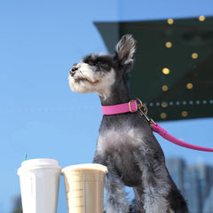 PET ARTIST Leash Quick-Release Buckle demonstrates easy on/off for busy mornings.