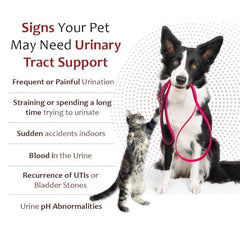 Pet Health Solutions K-Plus granules measured for a dog's daily dose.