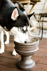 Pet Junkie Summit bottom pads non-slip feature keeps bowls secure during meals