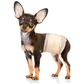 Pet Soft male dog wraps with wetness indicator help you know when to change.