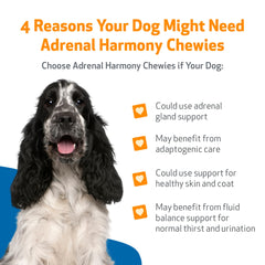 Pet Wellbeing Adrenal Harmony Chewies ingredients close-up featuring ashwagandha and bacopa for calm energy.