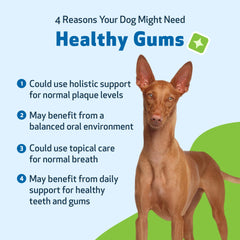 Pet Wellbeing herbal vet-formulated blend for gentle oral support.