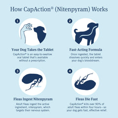 PetArmor CAPACTION on a dog during a morning walk
