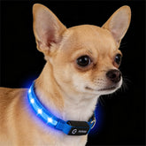 PetIsay collar LED para perro pequeño en noche segura para paseos