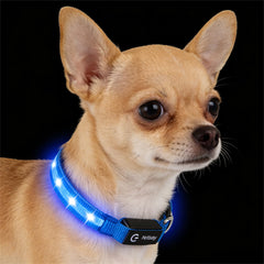 PetIsay collar LED para perro pequeño en noche segura para paseos