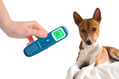 PetMedics non-contact thermometer dog-use shows quick readings for vet prep at home.
